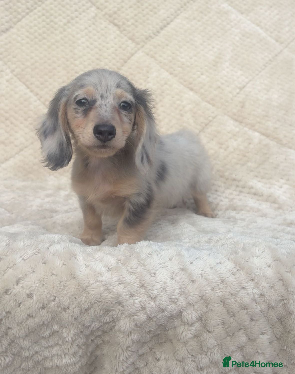 Miniature Dachshund dogs Mini long hair dachshund  - Advert 6