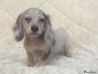 Miniature Dachshund dogs Mini long hair dachshund - Advert 6