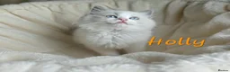 Ragdoll cats for sale: Gorgeous Ragdoll Kittens, Ready to Love - Advert 10