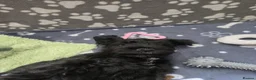Miniature Schnauzer dogs for sale: Miniature schnauzer puppies  in Dover - Advert 22
