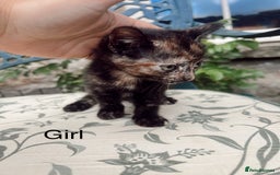 Mixed Breed cats for sale: *READY NOW* 3 beautiful kittens  - Image 3