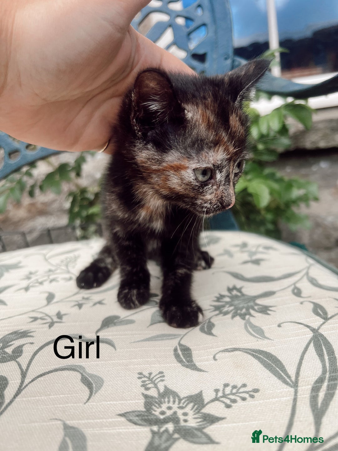 Mixed Breed cats for sale: *READY NOW* 3 beautiful kittens  - Image 3