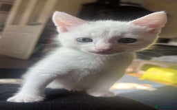 Turkish Van cats for sale: 2 x boy kittens  - Image 3