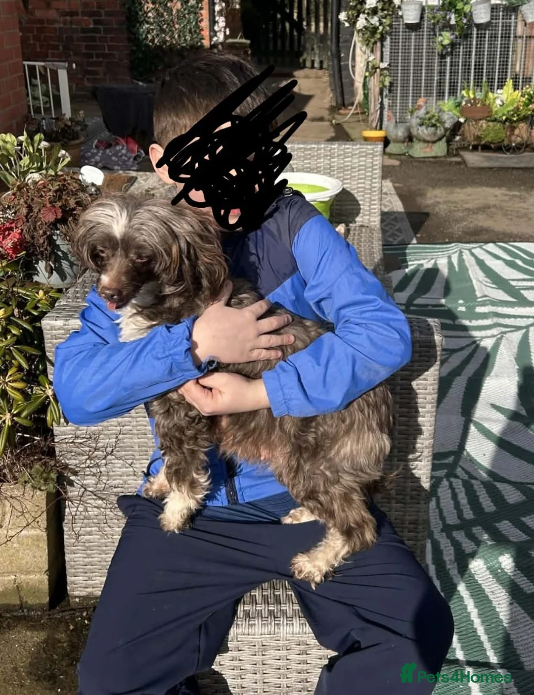 Mixed Breed dogs for sale: Powder Puff Poo Puppies - Advert 1