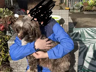 Mixed Breed dogs Powder Puff Poo Puppies - Advert 18