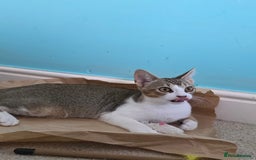 Singapura cats for sale: Accidental Singapura x Abyssinian x Moggie in Lowestoft - Image 14