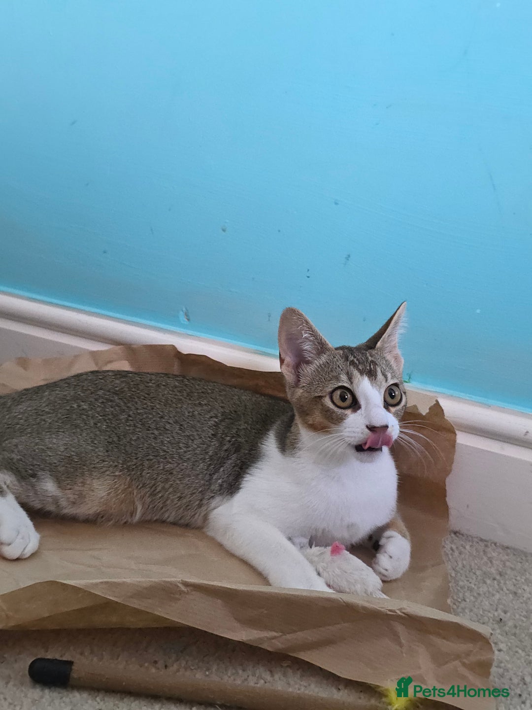 Singapura cats for sale: Accidental Singapura x Abyssinian x Moggie in Lowestoft - Image 14