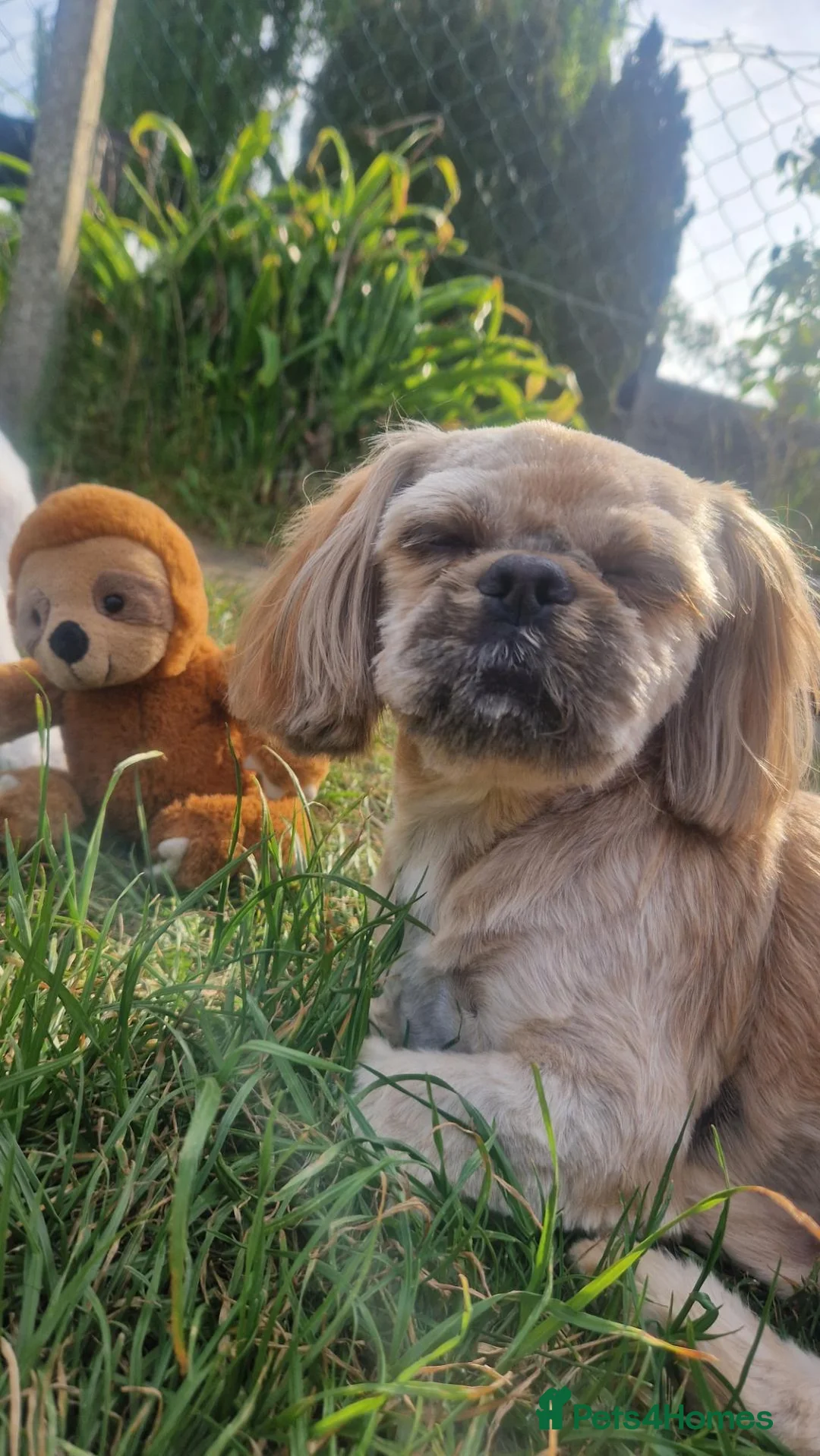 Shih Tzu dogs for sale: Adorable Imperial Shih Tzu Puppy Oreo 🖤🤍  - Advert 2
