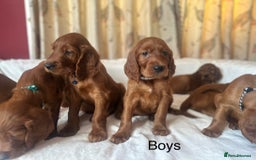 Irish Setter dogs for sale: Irish Setter Puppies 💜 - Image 8