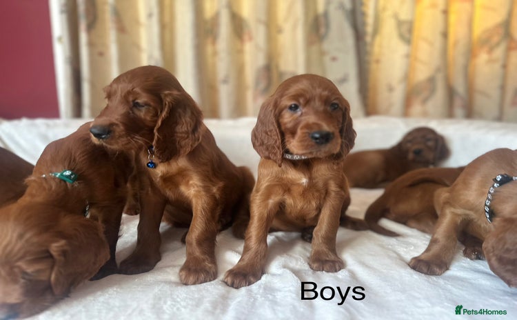 Irish Setter dogs - Advert 1