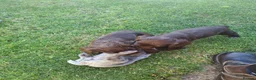 Cocker Spaniel dogs for sale: RkC Working Cocker Spaniel Puppies  - Advert 6