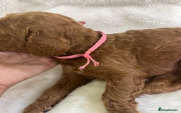 Goldendoodle dogs for sale: Outstanding Quality health tested Goldendoodles  - Image 23