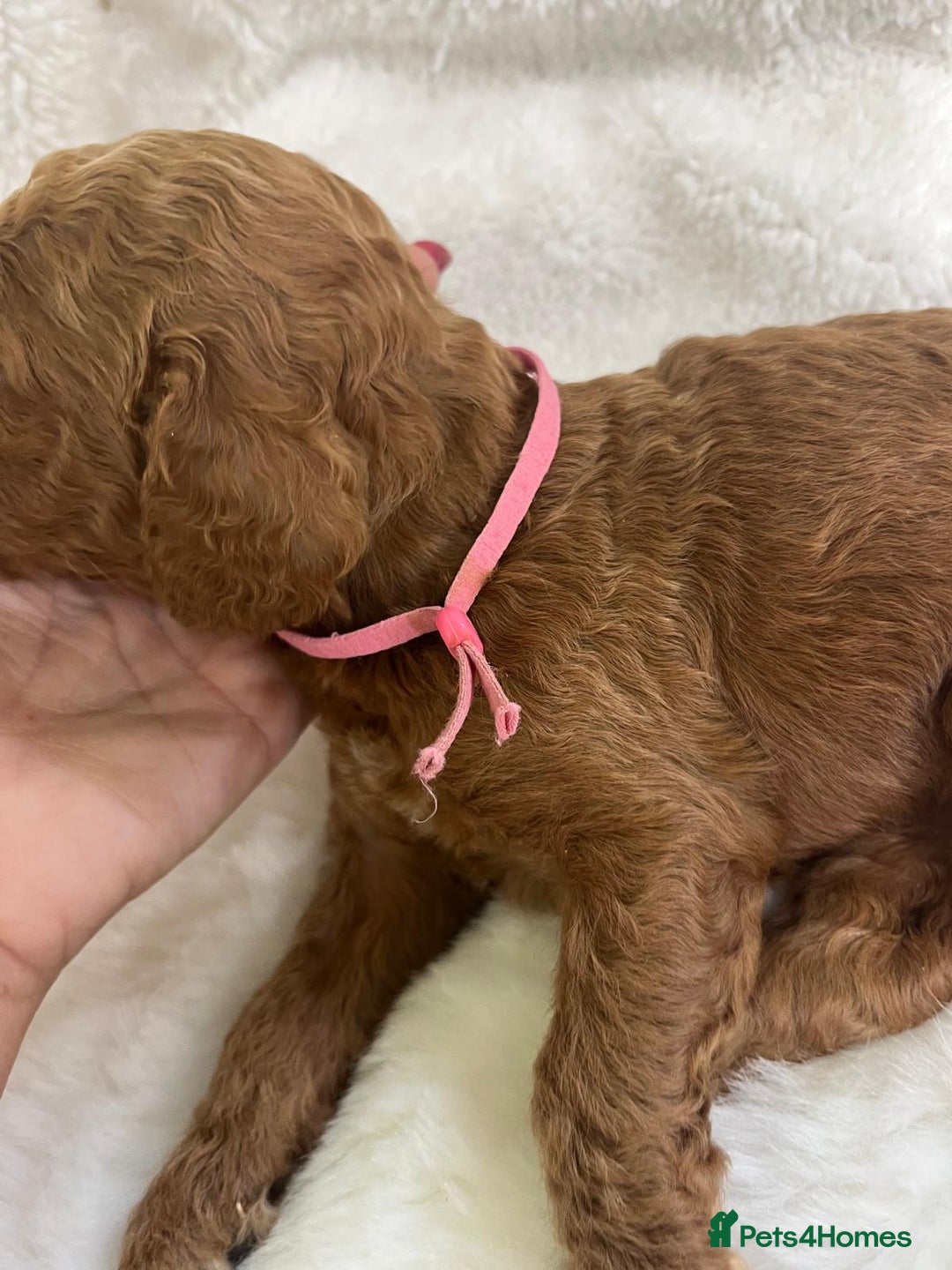 Goldendoodle dogs for sale: Outstanding Quality health tested Goldendoodles  - Image 23