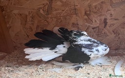 Pigeons birds for sale: Indian Faintails  - Advert 1