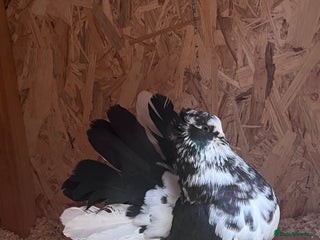 Pigeons birds Indian Faintails - Advert 11