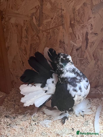 Pigeons birds Indian Faintails - Advert 1