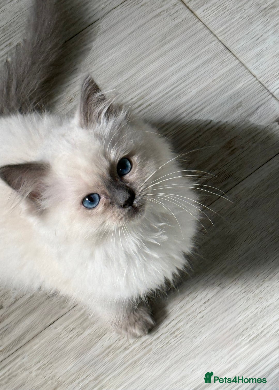 Ragdoll cats for sale: GCFF and FIFE Ragdoll.Champions line!Available now - Image 17