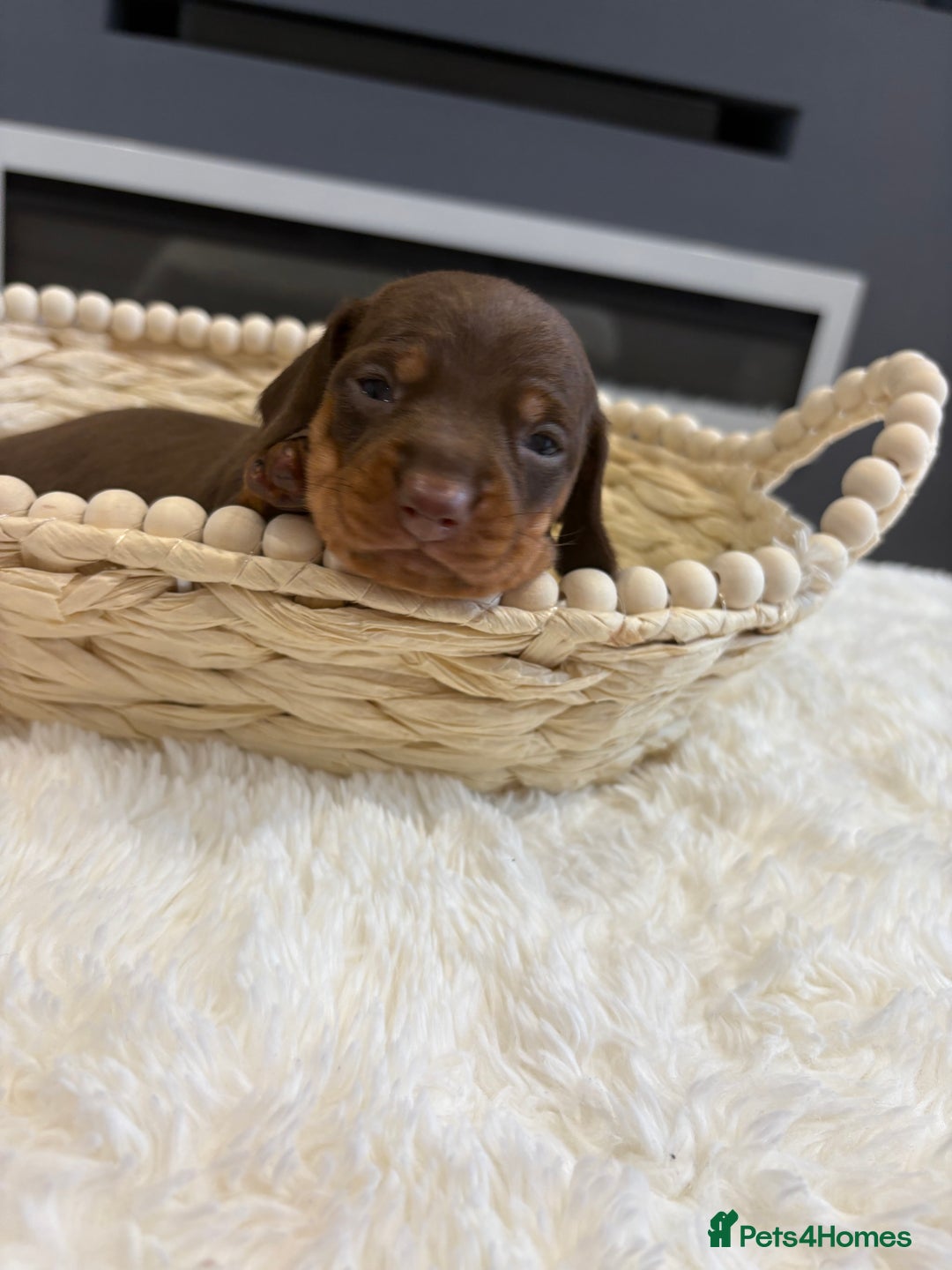 Dachshund dogs for sale: Beautiful litter of dachshund puppies … ONE  LEFT  - Image 5