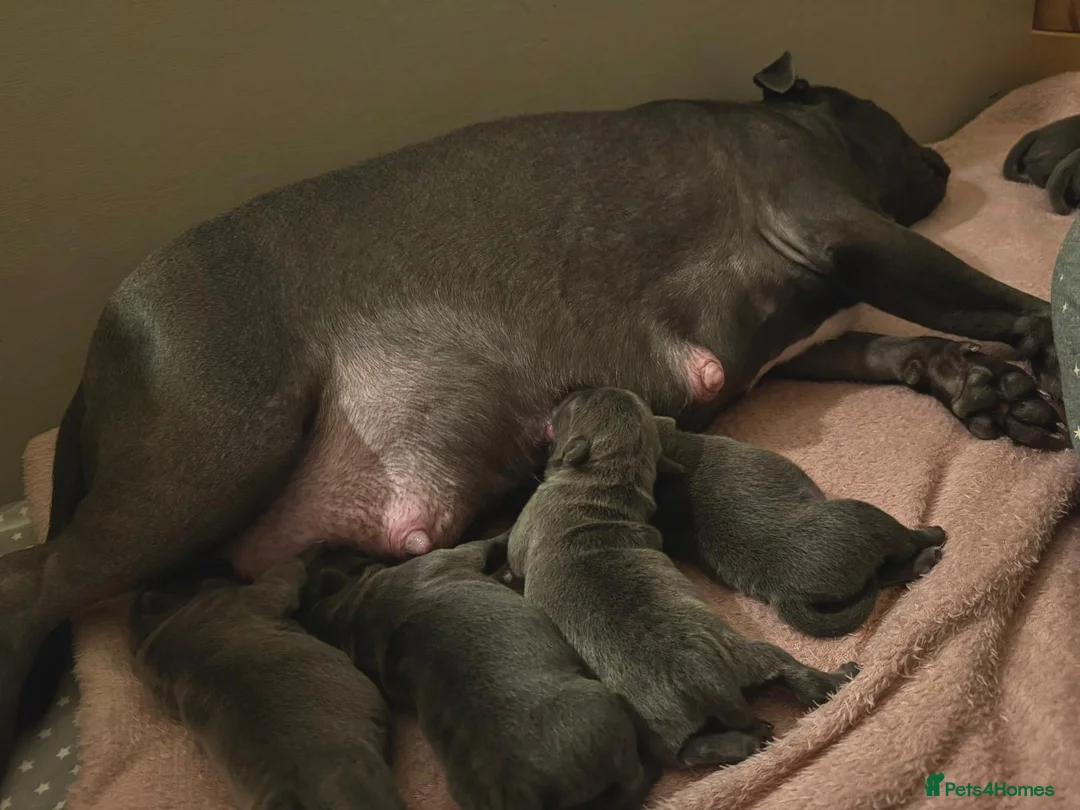 Staffordshire Bull Terrier dogs for sale: SUPERIOR BLUE STAFFORDSHIRE BULL TERRIER PUPS  - Advert 16