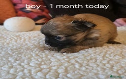 Chihuahua dogs for sale: Chihuahua long coat puppies ...only BOY left - Image 22