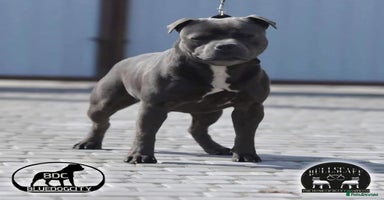 Staffordshire Bull Terrier dogs - Advert 5