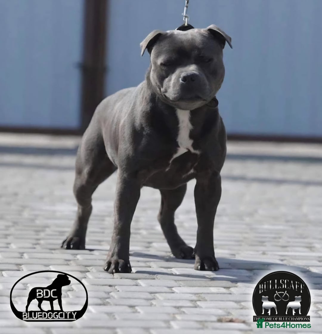 Staffordshire Bull Terrier dogs for sale: Rein X Pharron Bullsaff puppies - Image 2