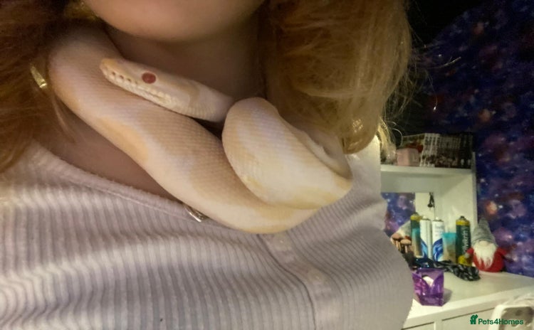 Snake reptiles - Advert 1