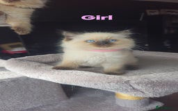 Ragdoll cats for sale: Ragdoll kittens  - Image 11