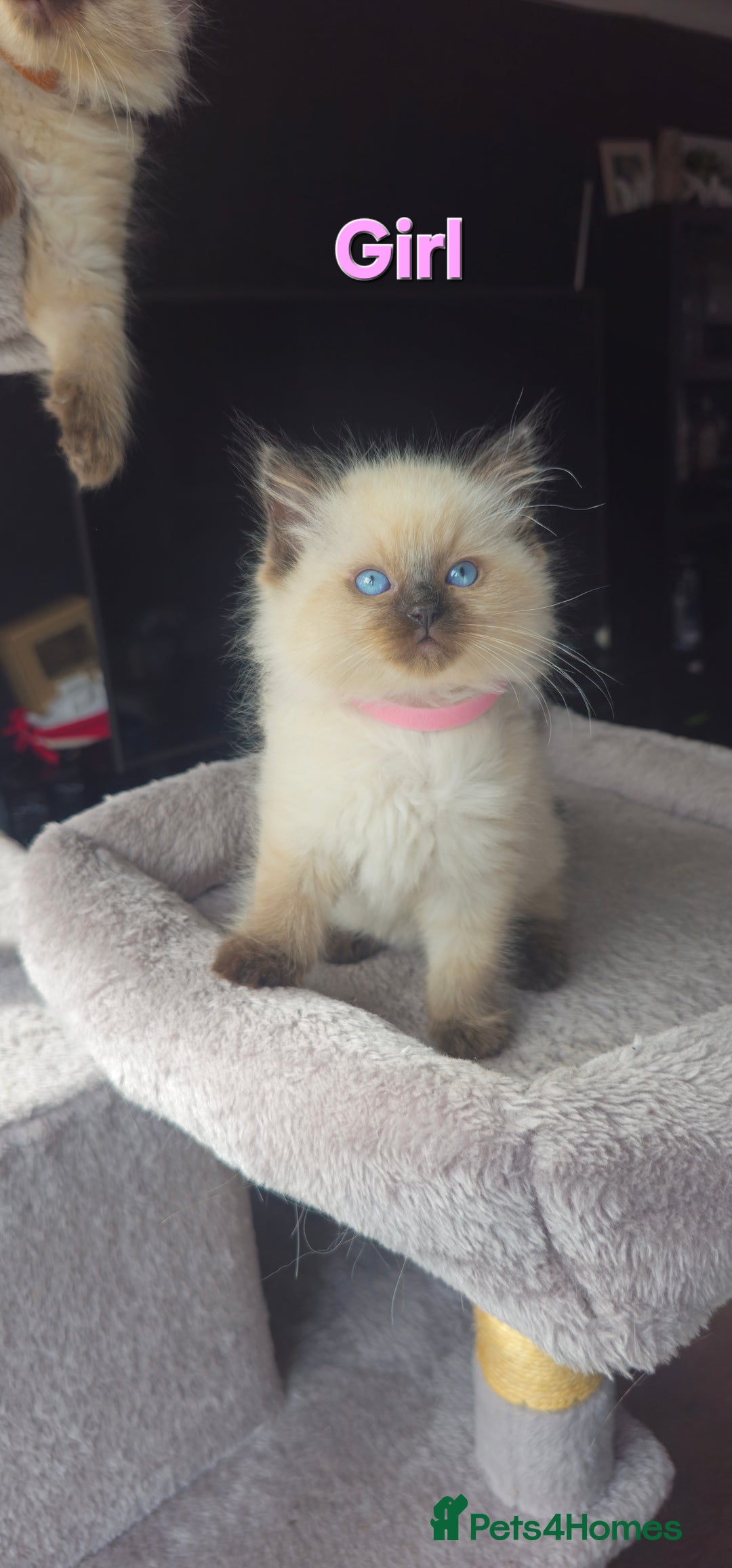 Ragdoll cats for sale: Ragdoll kittens  - Image 11