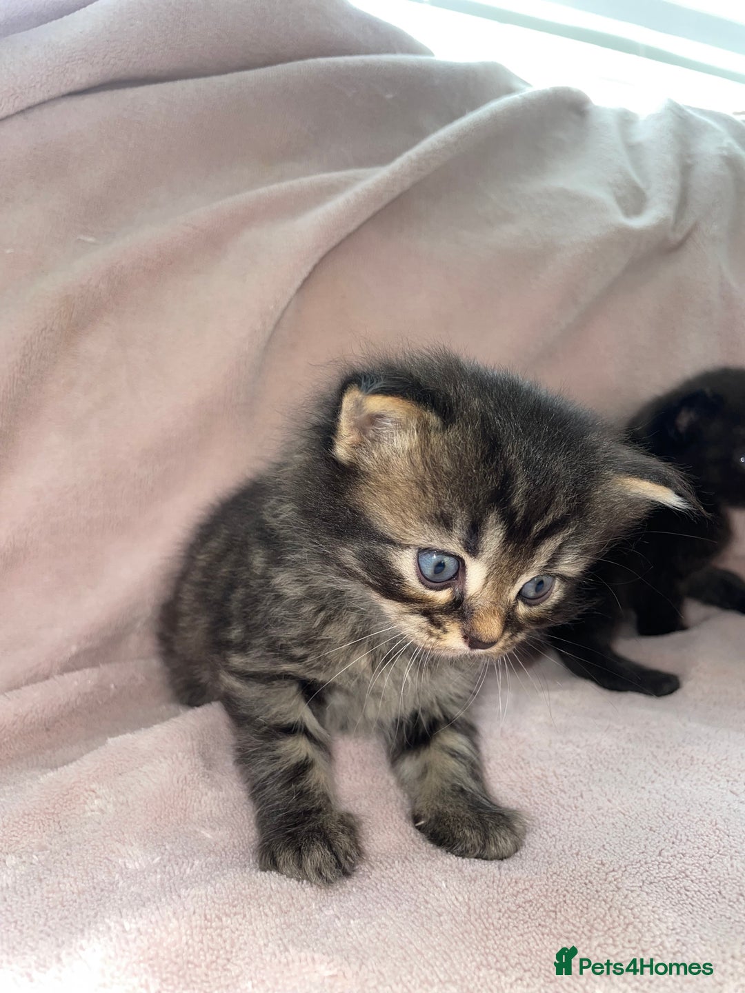 British Shorthair cats for sale: 🐾British shorthair kittens for sale 🐾  - Image 8