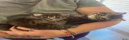 British Shorthair cats for sale: Three Gorgeous Kittens Looking For Forever Homes  in Peterhead - Advert 5