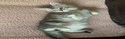 Maine Coon cats for sale: Pedigree GCCF Registered Maine Coon kittens - Advert 9