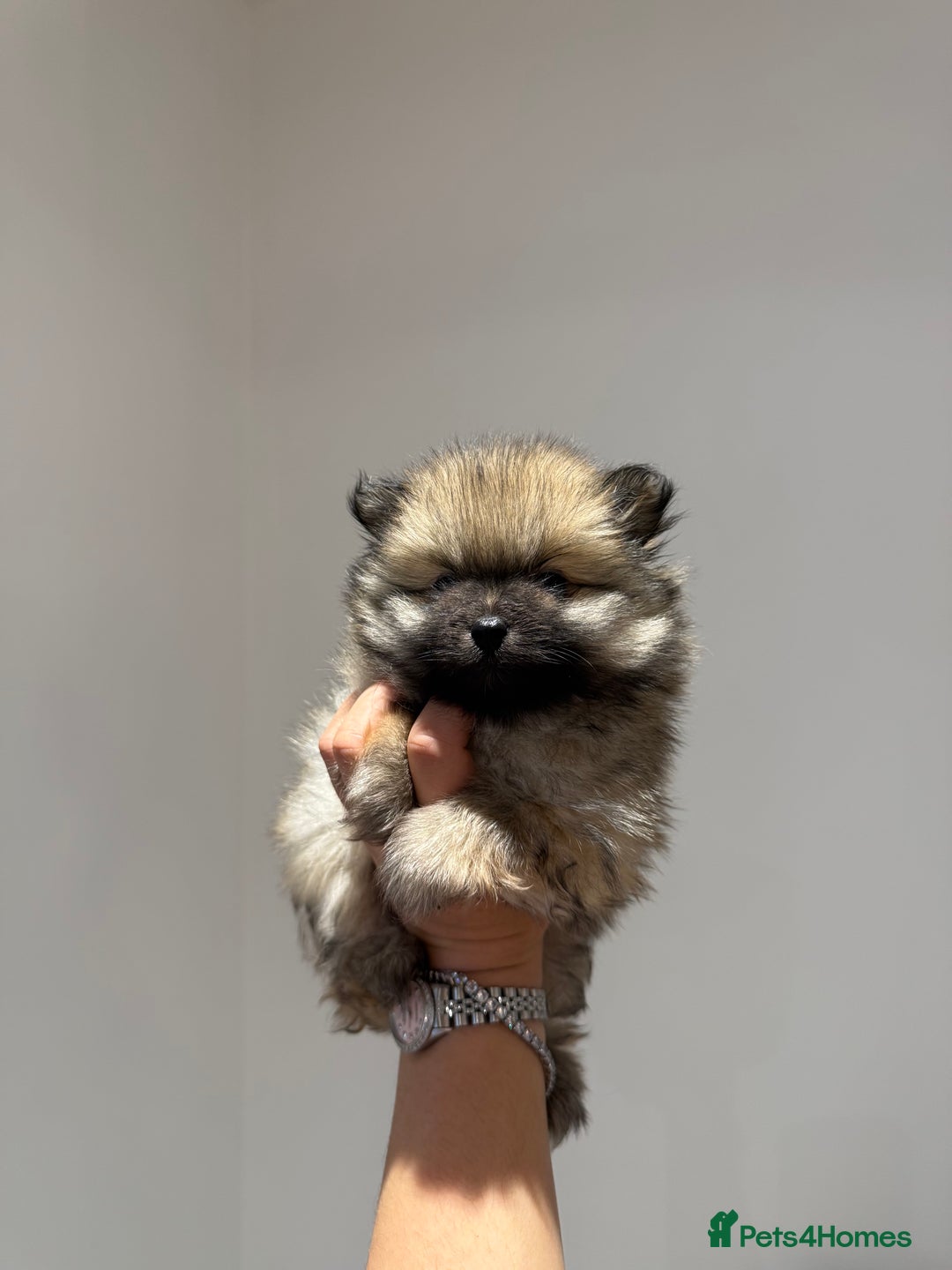 Pomeranian dogs for sale: Teddy Bear Pomerians  - Advert 7