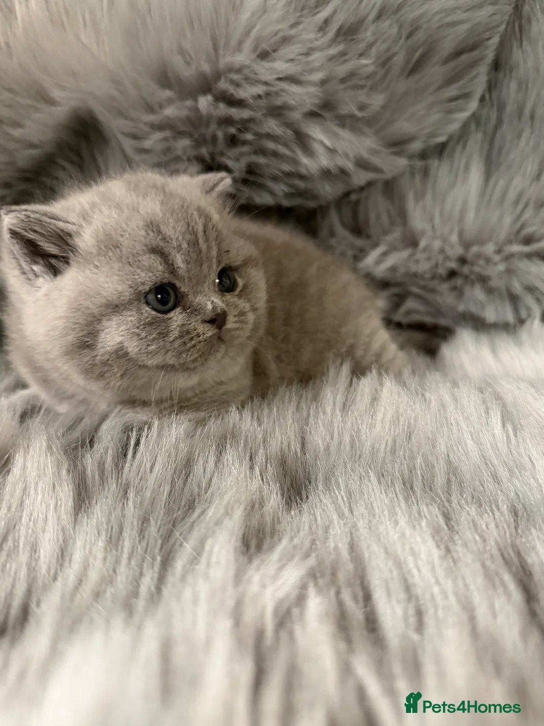 British Shorthair cats for sale: Full Pedigree Registered BSH  - Advert 5