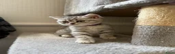 British Shorthair cats for sale: 3 females left BHS - Advert 2