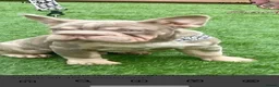 French Bulldog dogs for sale: French bulldog - Advert 7