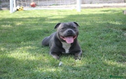 Staffordshire Bull Terrier dogs for sale: Blue staffordshire bull terriors - Image 7