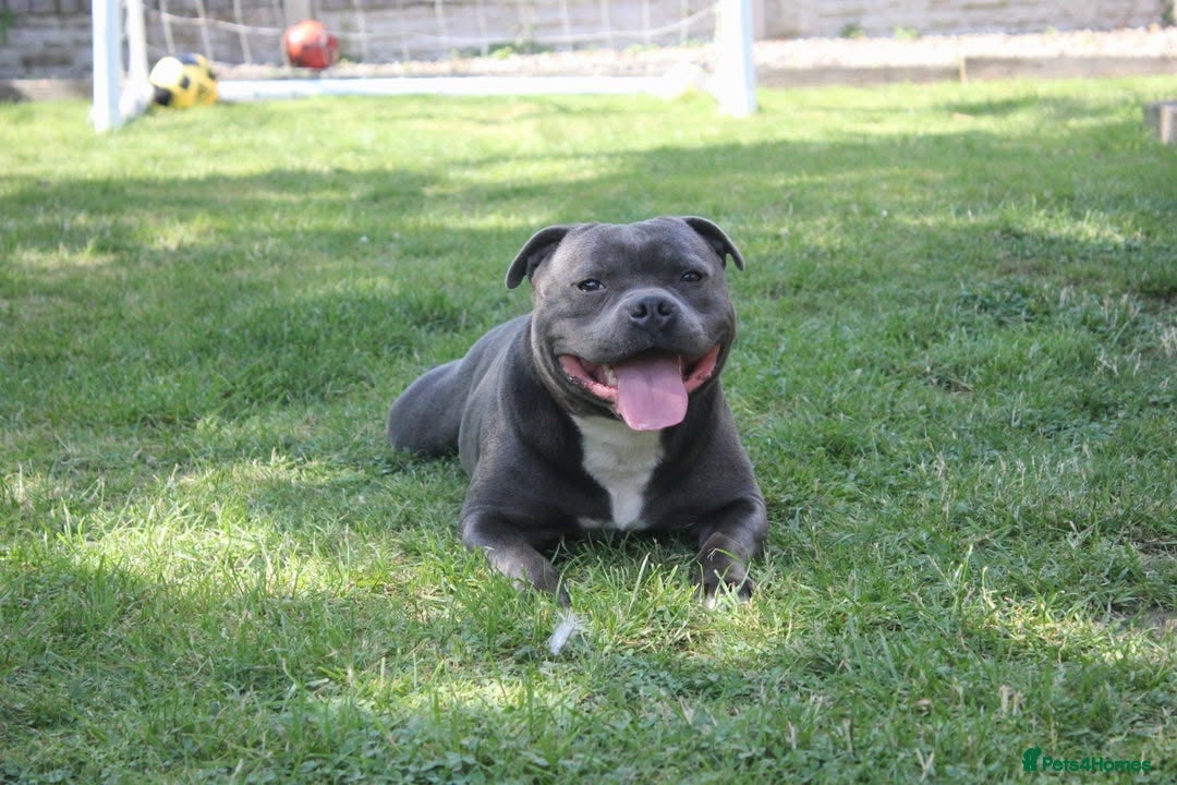 Staffordshire Bull Terrier dogs for sale: Blue staffordshire bull terriors - Image 7