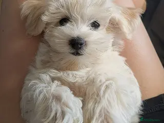 Maltipoo dogs Tiny Maltipoo, NEW PRICE 😍🐕🐕🥰 - Advert 10
