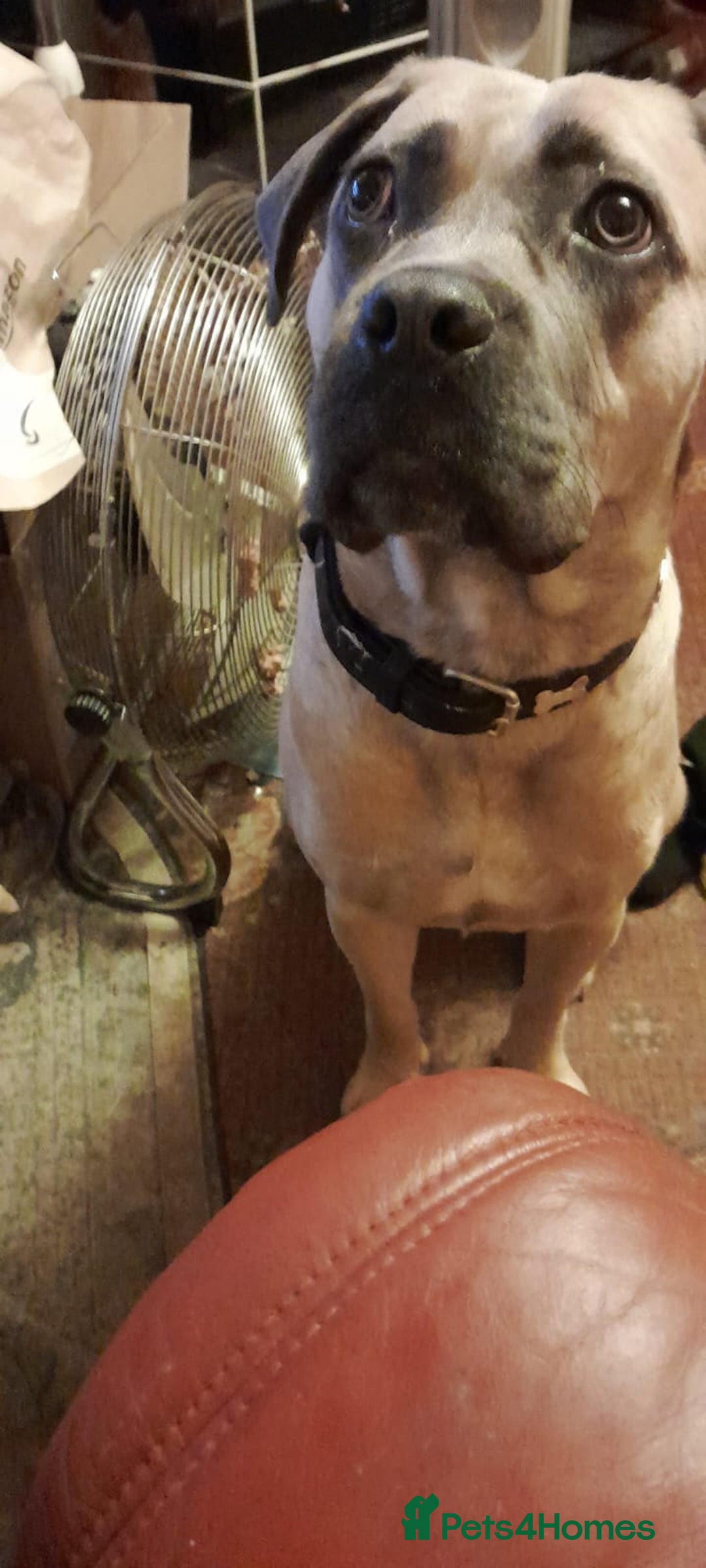 Mixed Breed dogs for sale:  Miss Suki - Advert 2