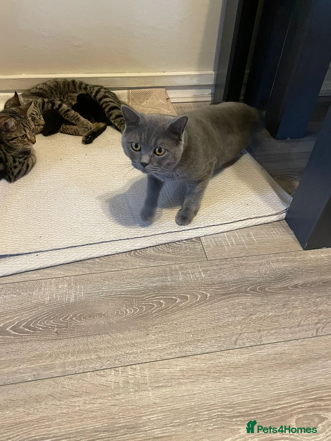 Mixed Breed cats for sale: X3 British Shorthair x Tabby kittens - Advert 7