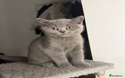 British Shorthair cats for sale: Beautiful British Shorthair 12 weeks - Image 2