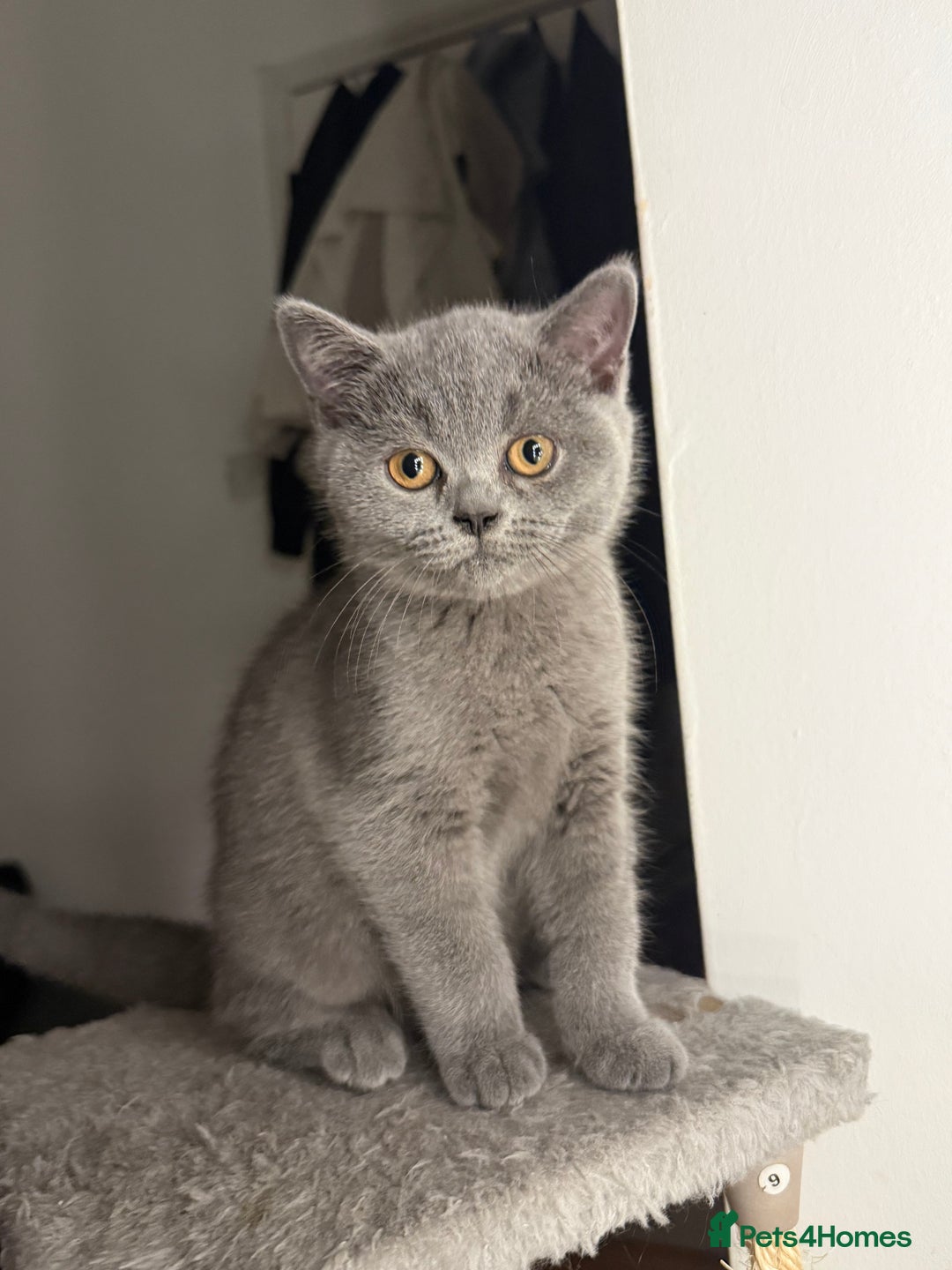 British Shorthair cats for sale: Beautiful British Shorthair 12 weeks - Image 2