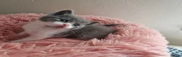 British Shorthair cats for sale: Beautiful blue little girl  - Advert 6