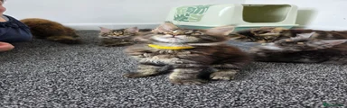 Maine Coon 2