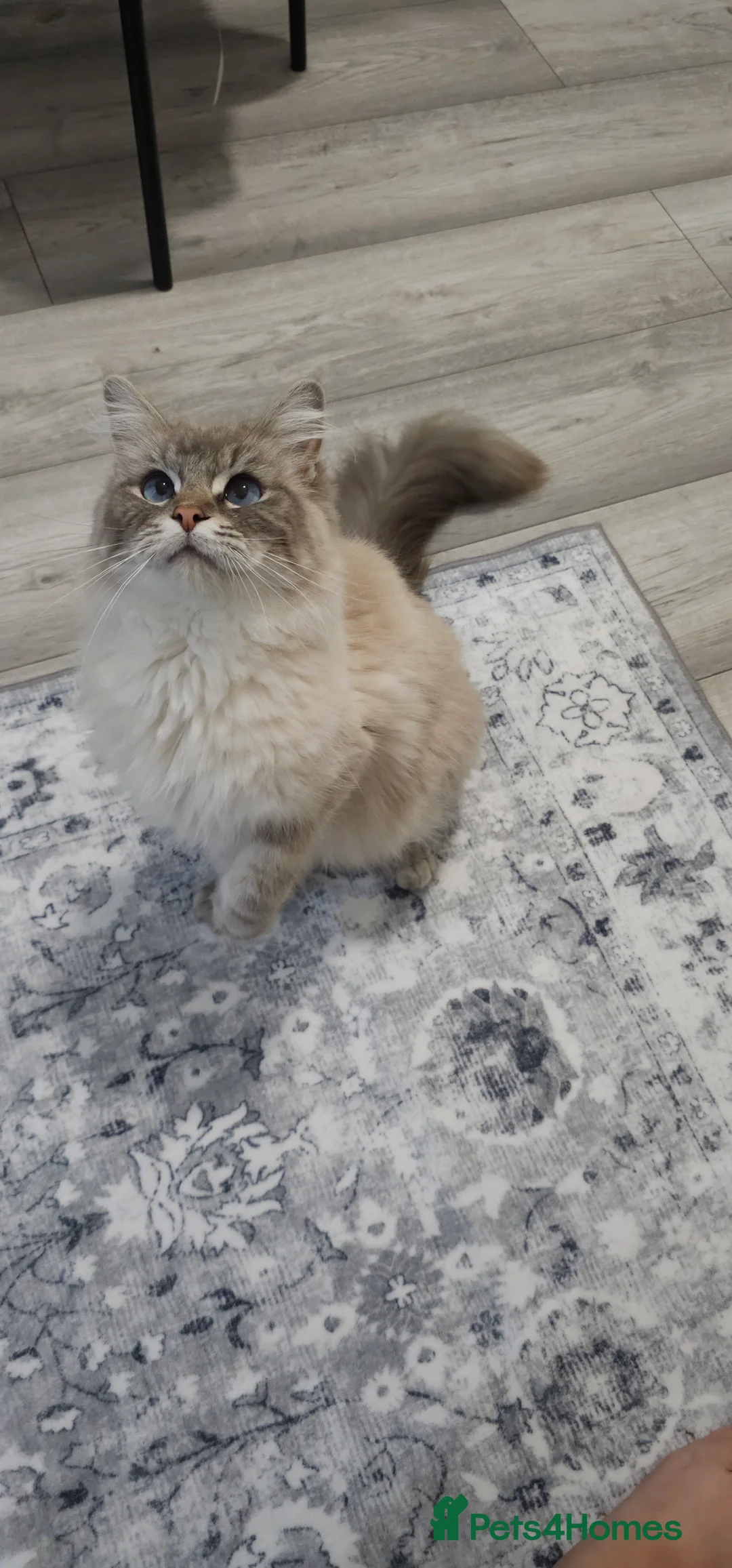 Gallery Image {{count}}