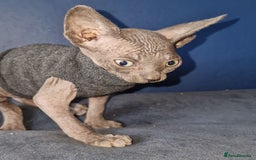 Sphynx cats for sale: Gorgeous Canadian Sphynx kittens - Image 6