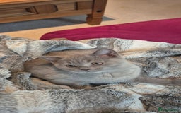 British Shorthair cats for sale: Scottish straight/ last two - Image 9