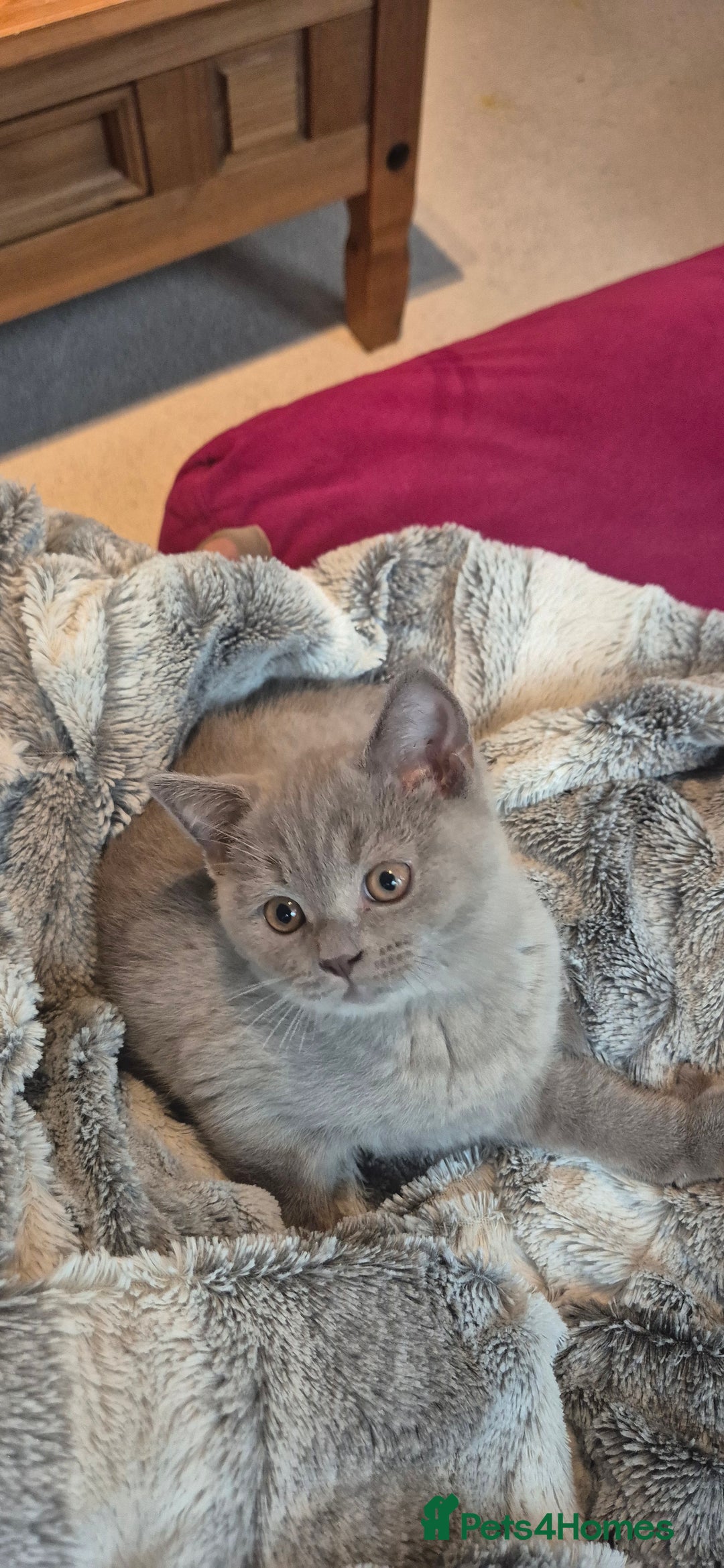 British Shorthair cats for sale: Scottish straight/ last two - Image 9