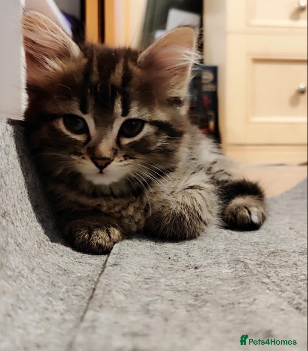 Mixed Breed cats for sale: 2 cute mixed kittens - Advert 4